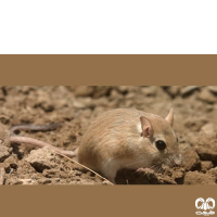 گونه موش صحرایی شیرازی Steppe Field Mouse  